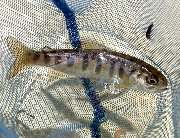 Small fish in net. CDFW photo